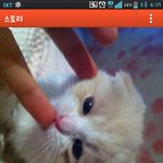 스릉하는 <b>스콧</b> 고양이 김구니1