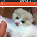 스릉하는 <b>스콧</b> 고양이 김구니2