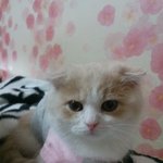 스릉하는 <b>스콧</b> 고양이 김구니3