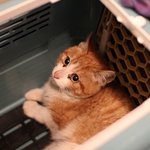 이 아이에게 손내밀어 주세요ㅜㅜ
