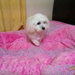 우리집 막내 만강이