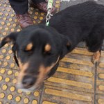 <추가>8일후면 안락사 당합니다. 명절에 <b>이아이</b>는 추위에 떨고 있겠죠..