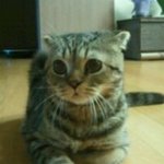 (냥판) 우리집 1인자 똘<b>복이</b>를 소개합니다 ~!!!!