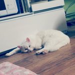 우리 냥이의 일상~