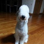 양닮은 강아지! 베들링턴테리어! <b>하울</b>이예요^^