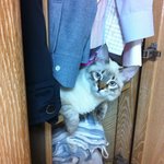 개냥이 <b>백호</b>의 엽기적인 수면모습  2탄! (냥판)