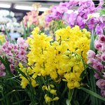 꽃배달 선물용  <b>식물</b> 심비디움