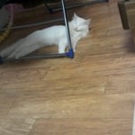 [터.앙/냥이판] 앙칼진 터.앙 김이만두#3(스.압주의)