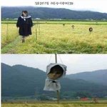 (섬찟) 일본의 허수<b>아비</b>