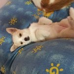 상큼한멍멍1탄