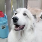 애견인의 꿈 1위는 애견카페 현실은?ㅋㅋ(내용그닥안심각함;;)-대형견편