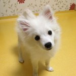 귀.염.주.의 5개월된 재패니즈 스피츠 몽이를 소개합니다!