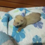 감당않됨 페럿