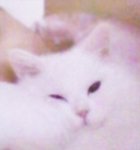 제토이 츄츄를 닮은 <b>도도</b>냥이 김치