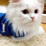 <b>털</b> 밀고 난뒤 화가난 개냥이들을 소개합니다.[<b>사진</b>많음 스왑주의!...