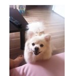 우리집 상전 <b>송이</b> 5탄