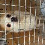 역삼역 사거리에서 구조한 강아지 (<b>포메</b> 믹스)주인을 찾습니다