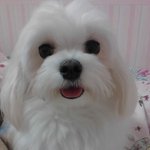 힙합스퇄~~강쥐의 일상스토리