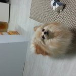 <b>포</b><b>메</b> 쪼꼬왔개