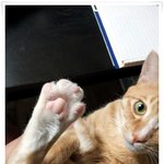 [냥이판] 새키&amp;용자 허세 씨리즈~!