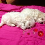 코코와 <b>도도</b>