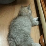 (귀염터져) 오<b>봉봉</b>~