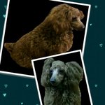 잃어버린 <b>복이</b>를 찾습니다!-대구사시는 분들 꼭 좀 봐주세요ㅠㅠ