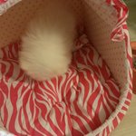 이쁜 강아지 포메리안  솜뭉치예요~~^^