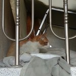 제발 봐주세요! 버려진 듯한 고양이!!!!