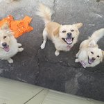 믹스견도 이쁘다우~