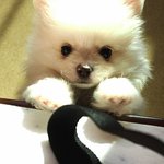 화이트<b>포</b><b>메</b> 뿌꾸의 일상
