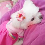 <b>울</b><b>집</b>강아지 꽃님이