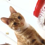 [냥] 똥꼬<b>발랄</b> 신이 3