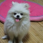 <b>화이</b>뽀메 신부 모셔요