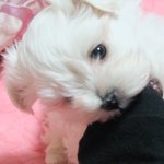 말티견중에 최홍만?