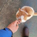 애교많은 고양이 껌<b>딱지</b>를 소개합니다