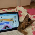 (진지) 아비시니안 고양이에 대해 질문 합니다. 꼭 봐주세요 ㅜㅜ