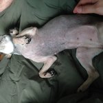유기견을 키워주실분 잇나요??(사진 유)