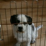 강아지좀 찾아주세요ㅠ