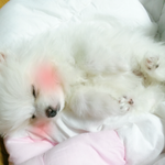 똥꼬발랄 <b>포</b><b>메</b> 뿌꾸