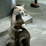 흔하지않은 <b>우정</b>.jpg