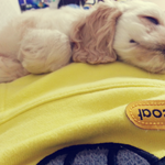 완전미친듯 개귀<b>요미</b> 우리아토2탄