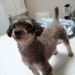 <b>하남시</b> 덕풍2동 공용주차장 근처 동산어린이집에서 잃어버린 푸들 찾습니다