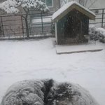 [말라뮤트판] 정의의 용사 아톰 성장기 (스압주의)