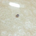 바지락먹다가 <b>구슬</b>이나왓어요