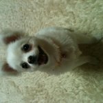 뽀<b>미도</b> 인사드려요 (화이트 포메 )