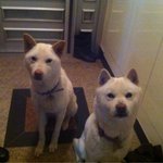 [가비두비22탄] 사람인지 개인지 헷갈리는 똥꼬발랄우리집멍멍2들을...