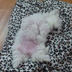 넘넘사랑스런  내새끼  비숑프리제 <b>보리</b>~