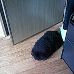 사진많아有) <b>차우차우</b> 곰이