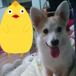 견판)우리집 <b>여시</b>둥이 사랑스런 하루님